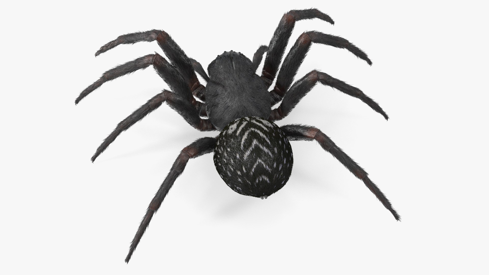 3D Rigged Spiders Collection 3 https://p.turbosquid.com/ts-thumb/RF/PKBe9x/iI/riggedspiderscollection33dsmodel016/jpg/1704402476/1920x1080/fit_q87/6370caddf9a58b5f7f881b0f534000f910e8765e/riggedspiderscollection33dsmodel016.jpg