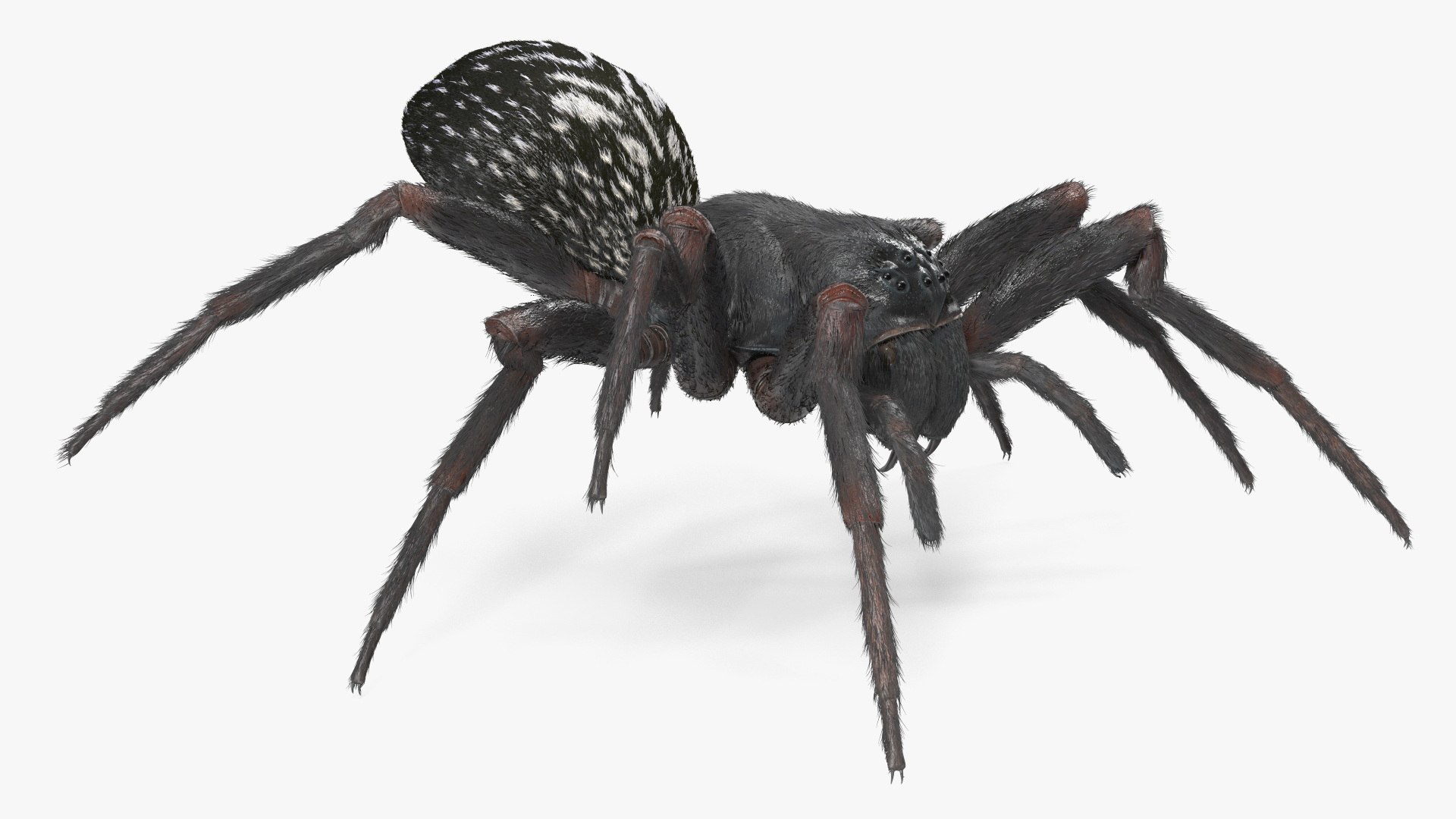 3D Rigged Spiders Collection 3 https://p.turbosquid.com/ts-thumb/RF/PKBe9x/jI/riggedspiderscollection33dsmodel011/jpg/1704402454/1920x1080/fit_q87/976983af0bea027e63c239701505ca1a9f316bfc/riggedspiderscollection33dsmodel011.jpg