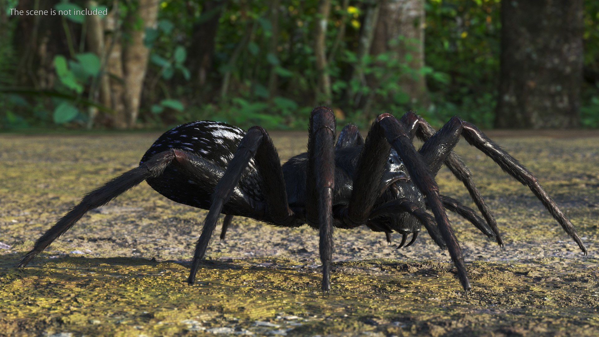 3D Rigged Spiders Collection 3 https://p.turbosquid.com/ts-thumb/RF/PKBe9x/k3/riggedspiderscollection33dsmodel002/jpg/1704402411/1920x1080/fit_q87/b48f29371c2f86eaf8c7f4ebcdfe961b8c799e6d/riggedspiderscollection33dsmodel002.jpg