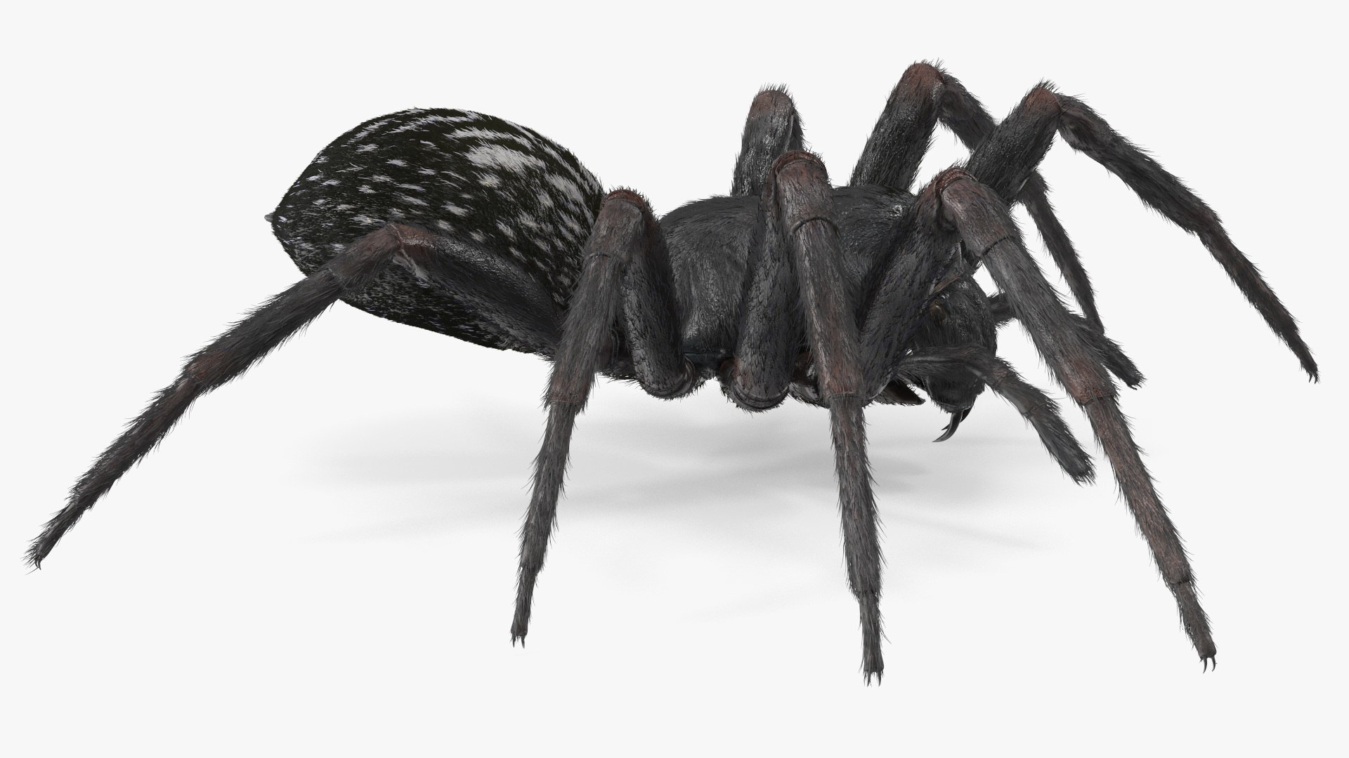 3D Rigged Spiders Collection 3 https://p.turbosquid.com/ts-thumb/RF/PKBe9x/lG/riggedspiderscollection33dsmodel015/jpg/1704402472/1920x1080/fit_q87/47291ba97fc5b2423189546eed03759838dcccd0/riggedspiderscollection33dsmodel015.jpg