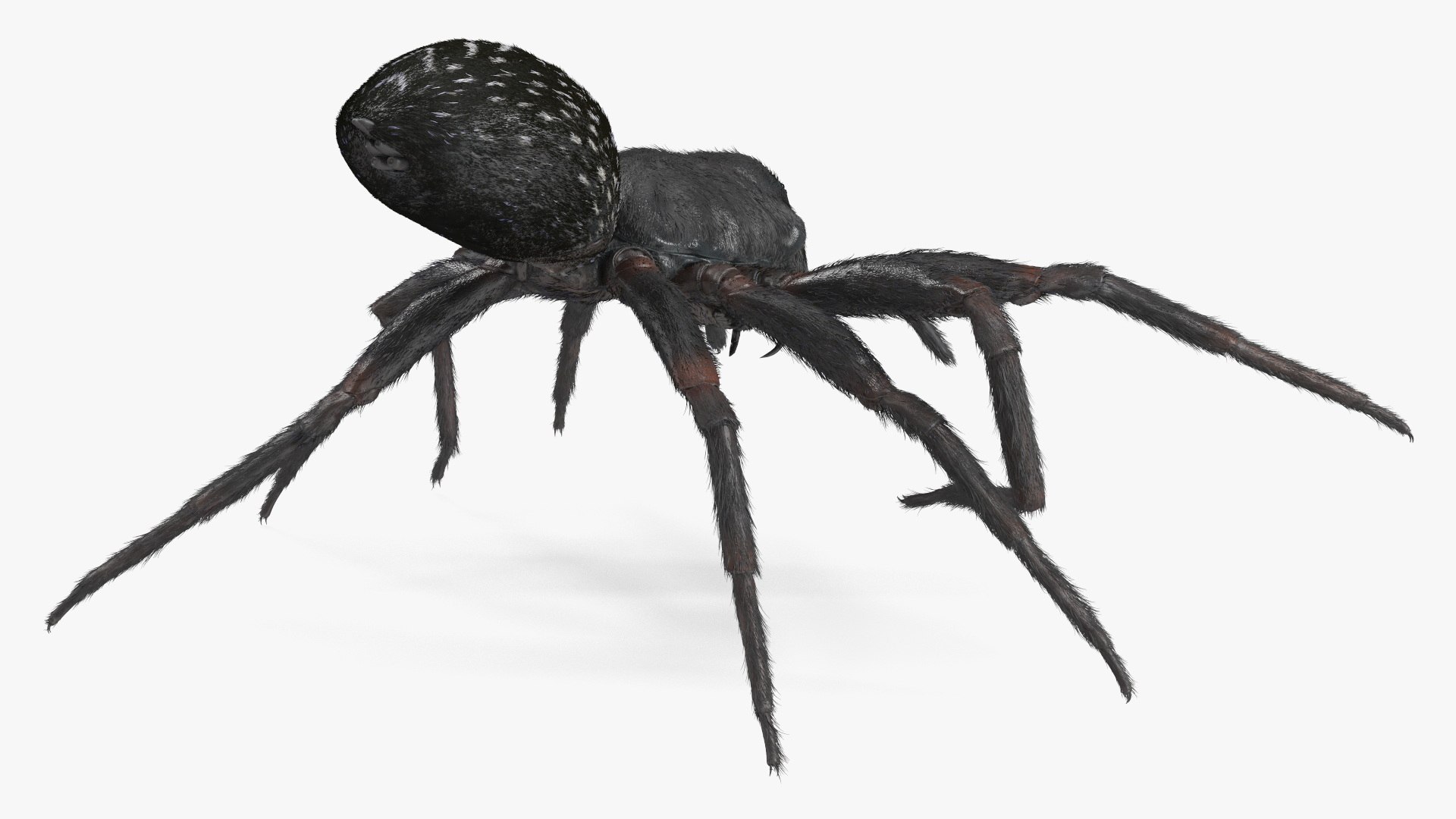 3D Rigged Spiders Collection 3 https://p.turbosquid.com/ts-thumb/RF/PKBe9x/nK/riggedspiderscollection33dsmodel012/jpg/1704402458/1920x1080/fit_q87/d5a1cef52c98d29639aa2c58b52d5560f2608236/riggedspiderscollection33dsmodel012.jpg