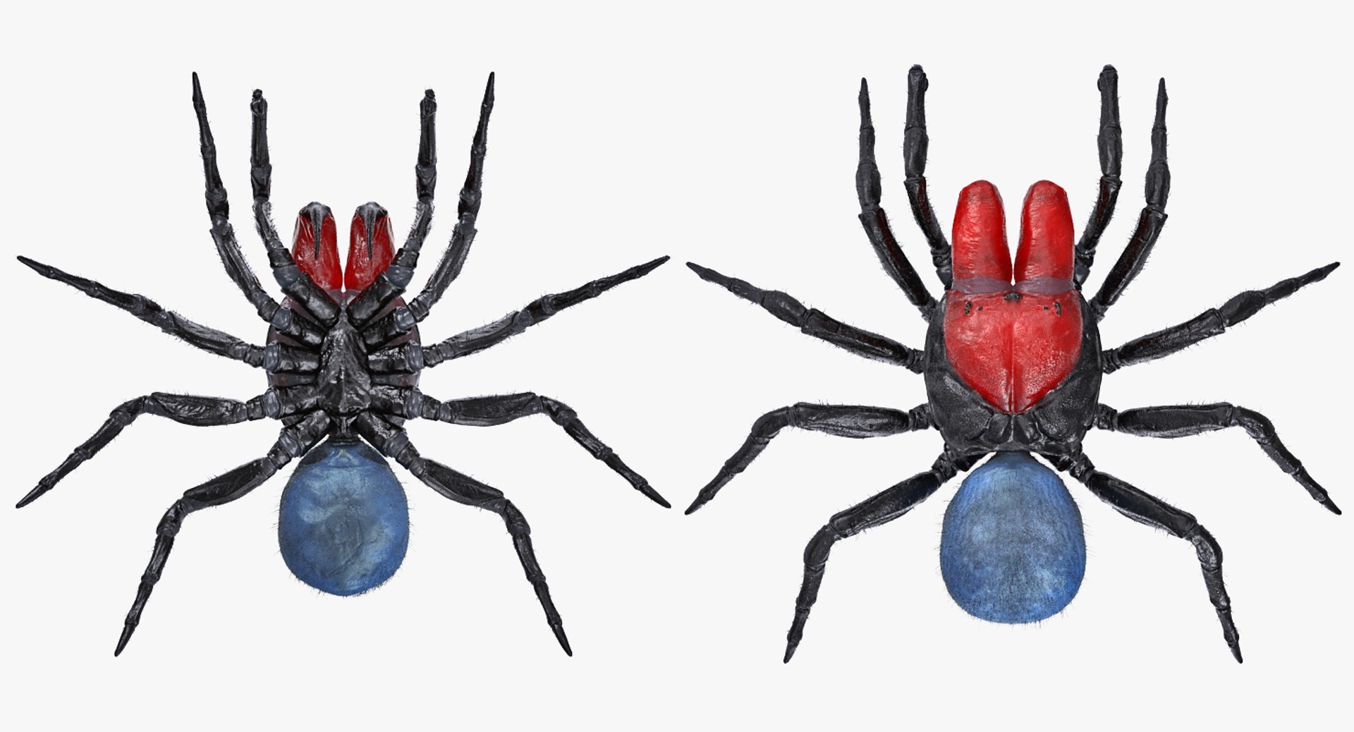 3D Rigged Spiders Collection 3 https://p.turbosquid.com/ts-thumb/RF/PKBe9x/qR/riggedspiderscollection33dsmodel059/jpg/1704402671/1920x1080/fit_q87/99b0b487eb7fd7d50043502a9354c0cd17bf9b34/riggedspiderscollection33dsmodel059.jpg