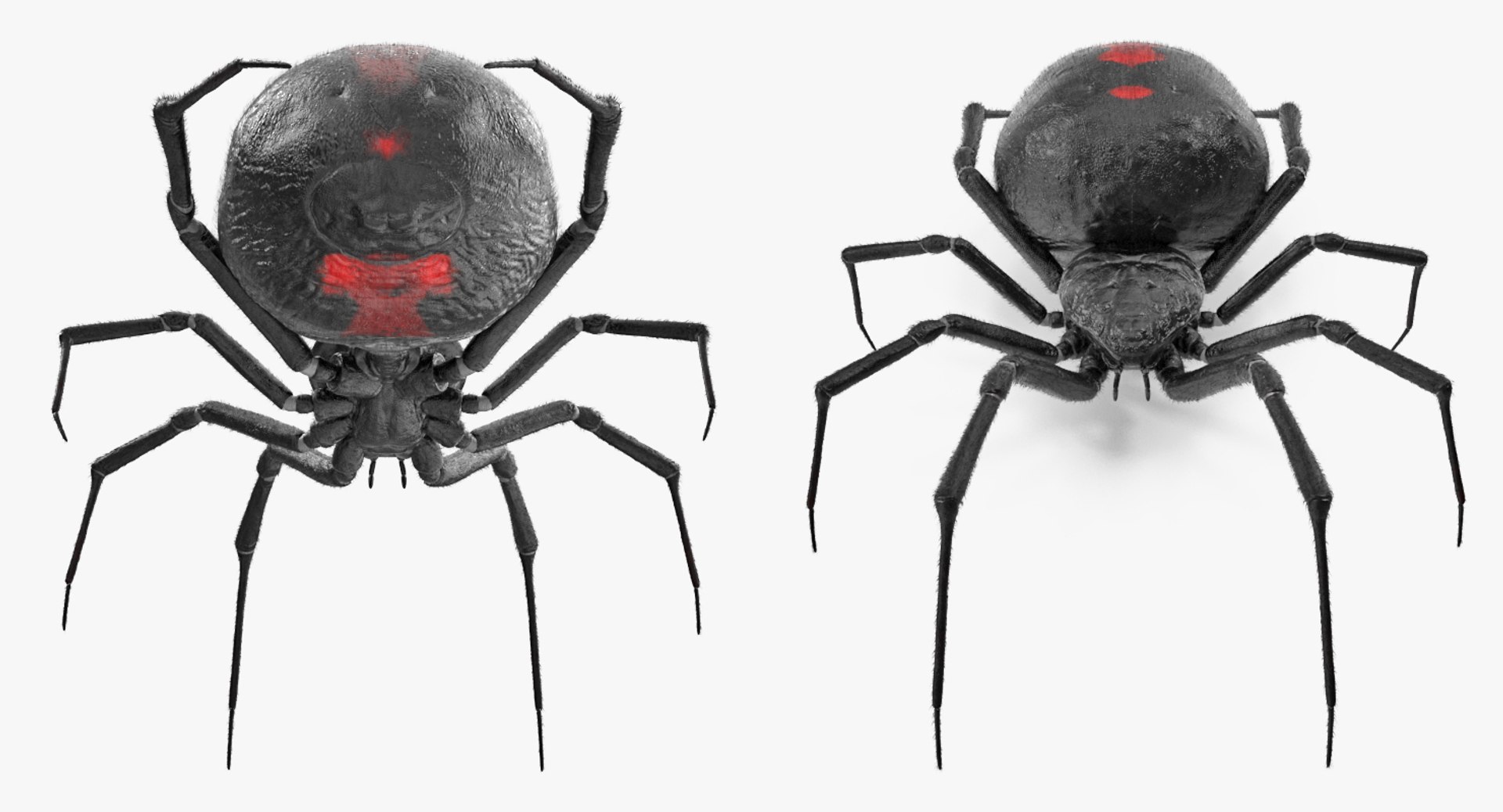 3D Rigged Spiders Collection 3 https://p.turbosquid.com/ts-thumb/RF/PKBe9x/sa/riggedspiderscollection33dsmodel062/jpg/1704402682/1920x1080/fit_q87/21cd67329777a9e9dd3c51deb252f66bb4d13283/riggedspiderscollection33dsmodel062.jpg