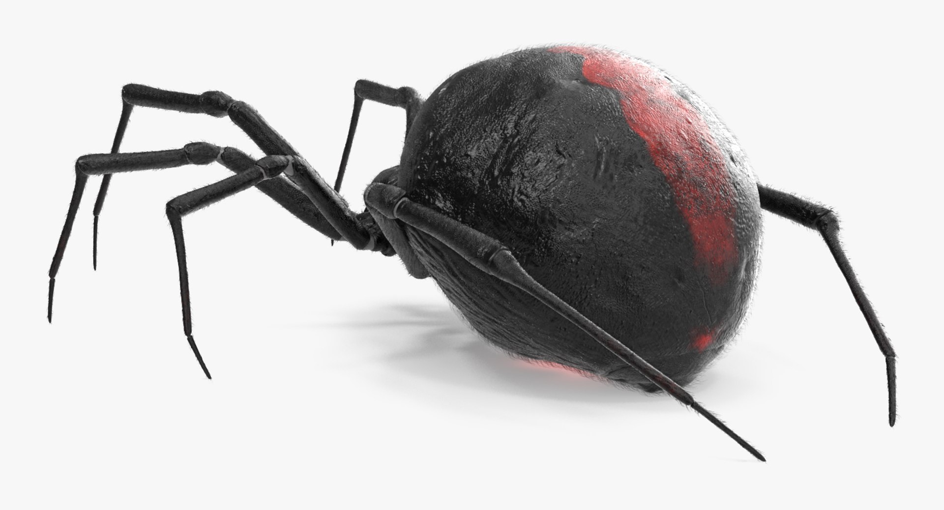 3D Rigged Spiders Collection 3 https://p.turbosquid.com/ts-thumb/RF/PKBe9x/tP/riggedspiderscollection33dsmodel065/jpg/1704402694/1920x1080/fit_q87/408d5843b4361f4cb5b9c7100446f579c8ebd952/riggedspiderscollection33dsmodel065.jpg
