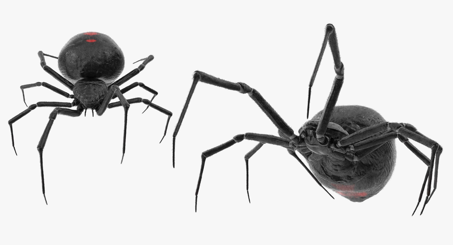 3D Rigged Spiders Collection 3 https://p.turbosquid.com/ts-thumb/RF/PKBe9x/ww/riggedspiderscollection33dsmodel064/jpg/1704402690/1920x1080/fit_q87/7f207b6713dfe0ee7263eab283239c2c1b204483/riggedspiderscollection33dsmodel064.jpg
