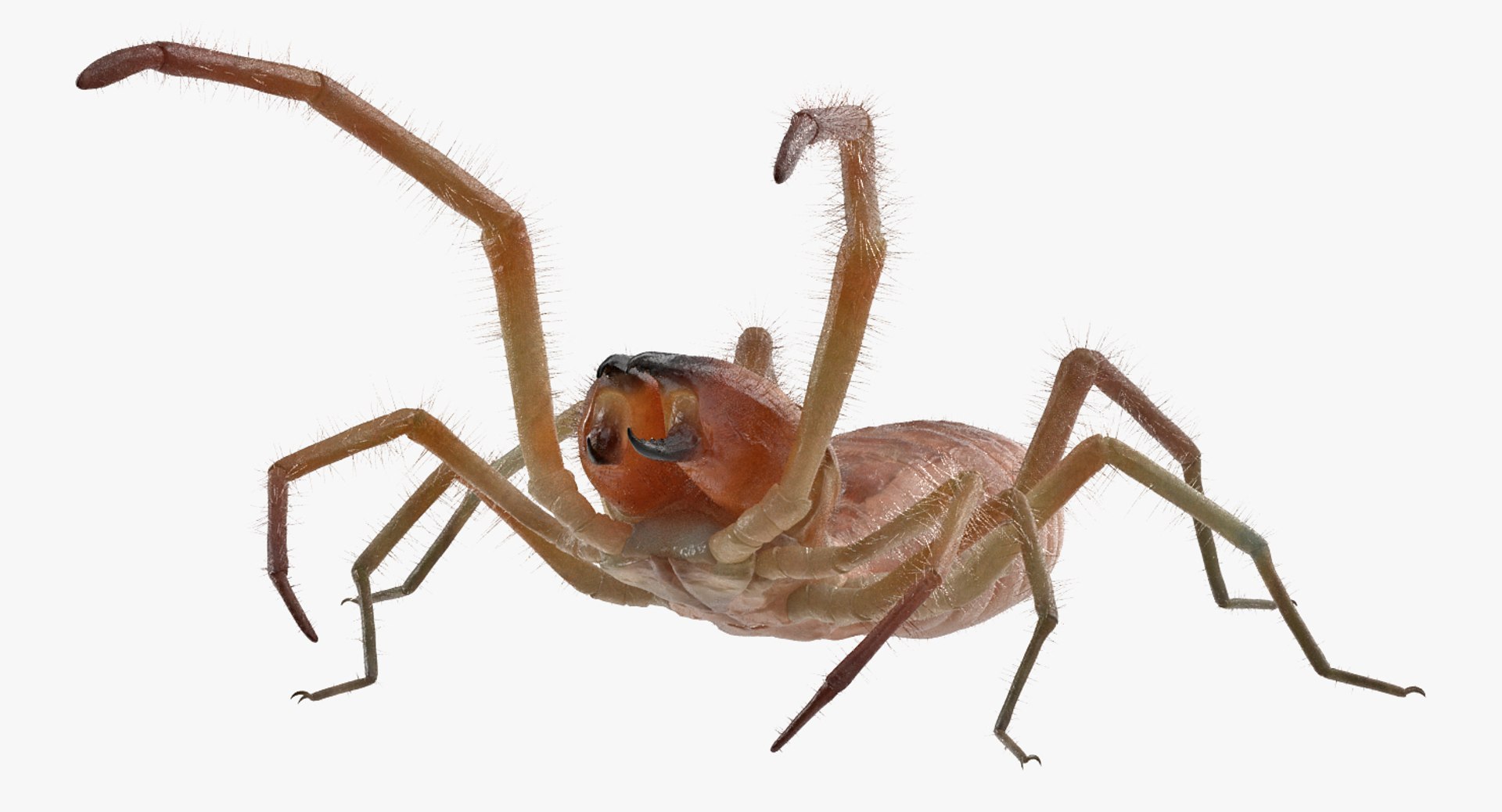3D Rigged Spiders Collection 3 https://p.turbosquid.com/ts-thumb/RF/PKBe9x/zB/riggedspiderscollection33dsmodel036/jpg/1704402570/1920x1080/fit_q87/cfbdd12ac913653fa21f3dd8ad6e587cd17d690f/riggedspiderscollection33dsmodel036.jpg
