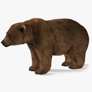 3d bear 2 fur model