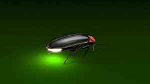 firefly fly 3D model