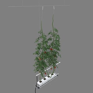 Plant Tomatoes 3D model