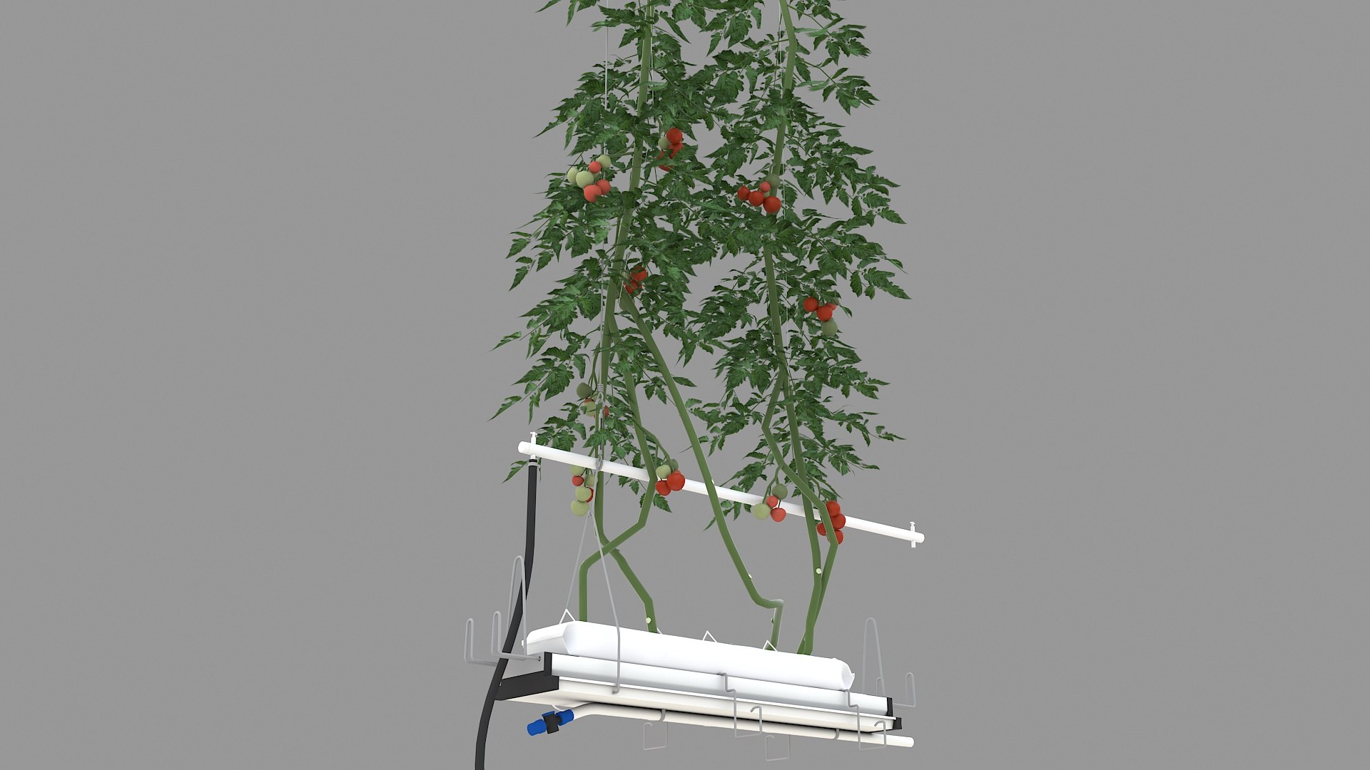 Plant Tomatoes 3D model https://p.turbosquid.com/ts-thumb/RF/pl1UBq/OY/planttomatoes03/jpg/1713616356/1920x1080/fit_q87/49e03bf5dd62622ff42c1a03ebb38f003e590df6/planttomatoes03.jpg