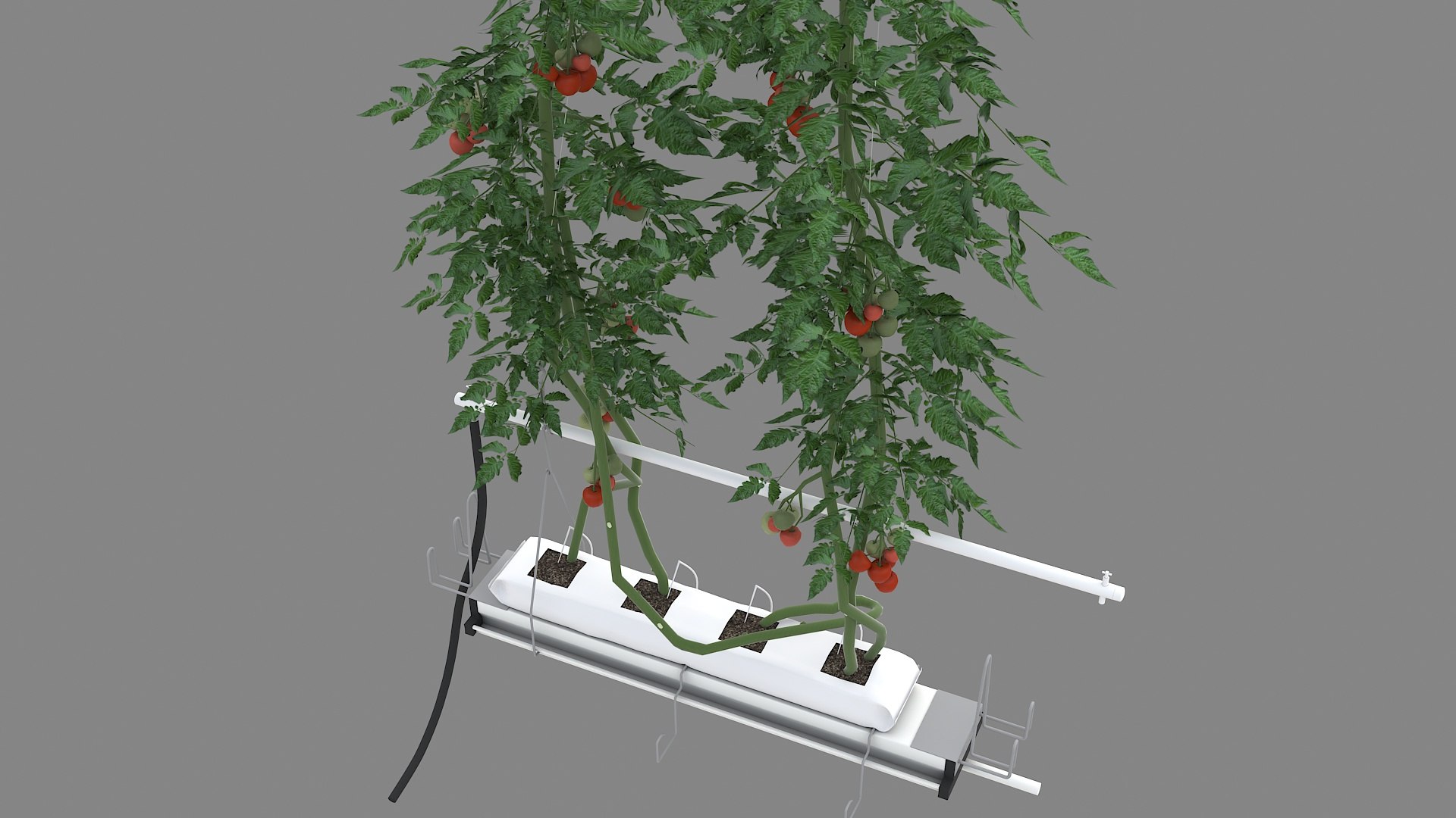 Plant Tomatoes 3D model https://p.turbosquid.com/ts-thumb/RF/pl1UBq/e9/planttomatoes08/jpg/1713616362/1920x1080/fit_q87/2b05e695d05a3bed35cd8e716afb6f4ca28f2c29/planttomatoes08.jpg