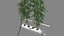 トマトを植える