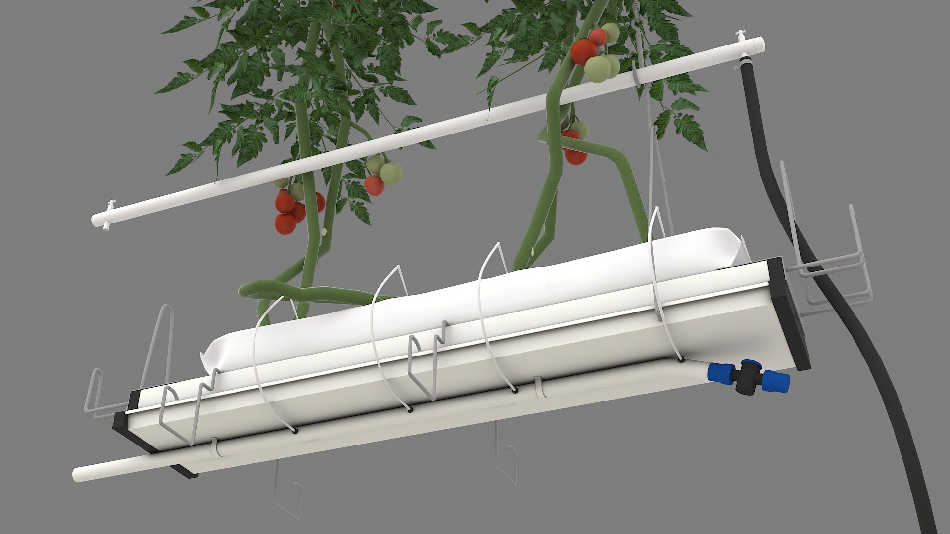 Plant Tomatoes 3D model https://p.turbosquid.com/ts-thumb/RF/pl1UBq/ht/planttomatoes04/jpg/1713618117/1920x1080/fit_q87/c4b302c7295f6d369a160dd33666f97543e55523/planttomatoes04.jpg