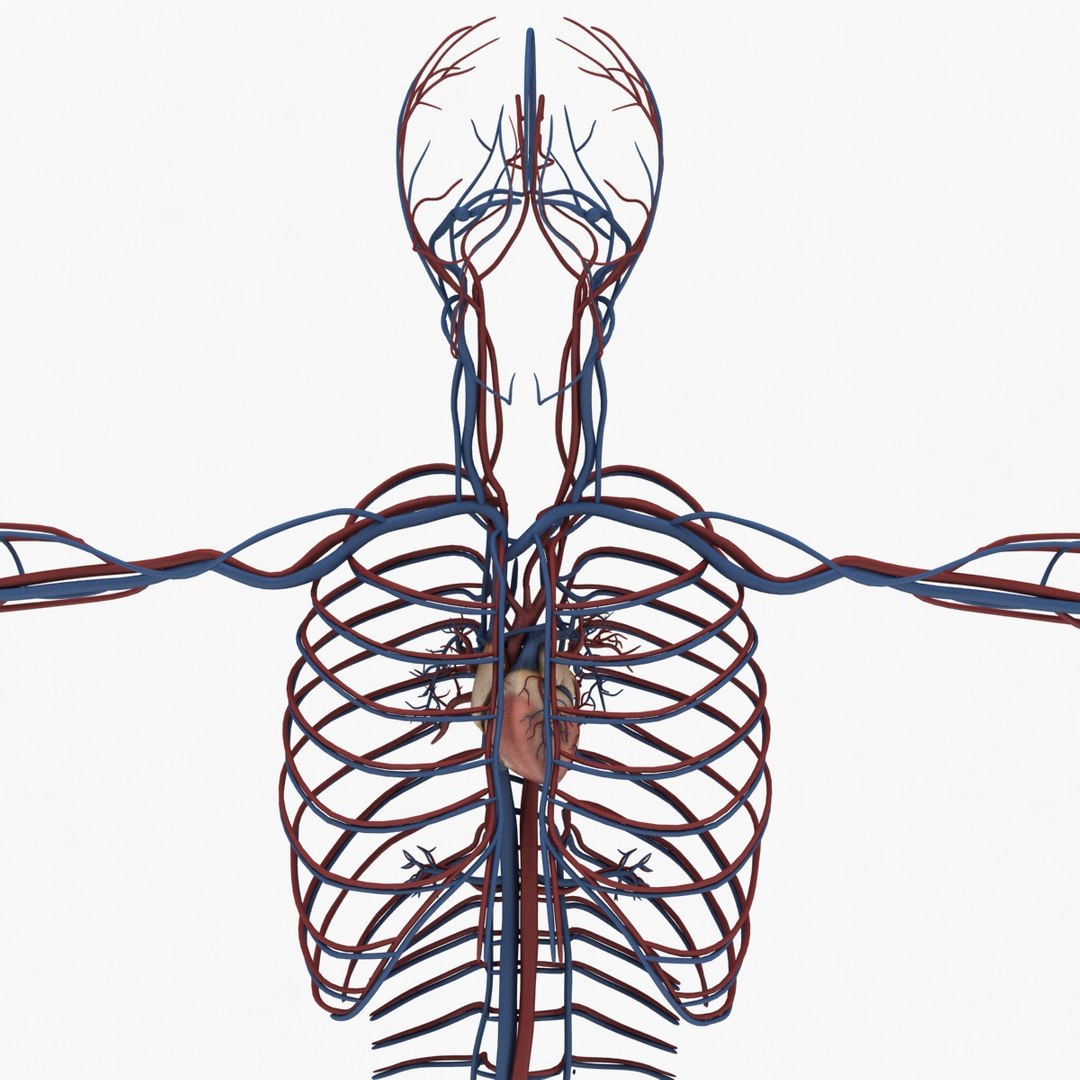 3d Model Of Dugm01 Human Circulatory