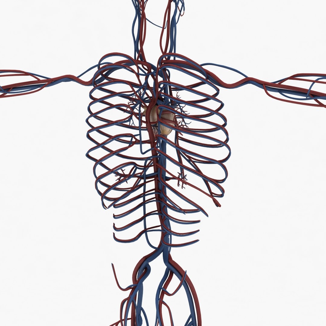 3d Model Of Dugm01 Human Circulatory