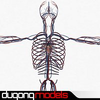 Human Circulatory System