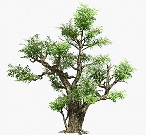 gushu 02 ancient