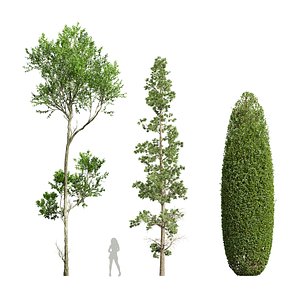 Sphaeropteris Lepifera  Fagus Grandifolia Concinna Bonsai Pruned