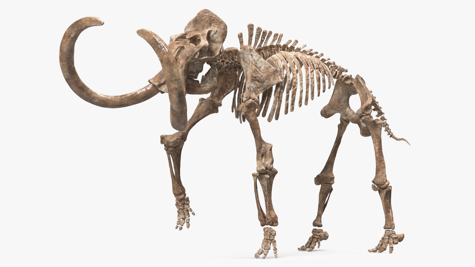 Mammoth Skeleton Old Bones Walking Pose 3D model preview