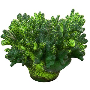 Coral reef 12 3D model