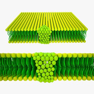 Light harvesting chlorophyll complex 3D model