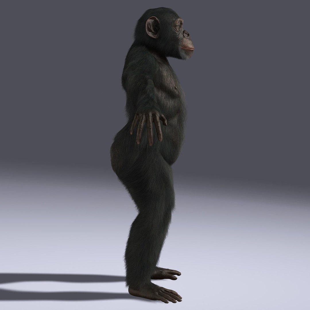 Ma Chimp Rigged Fur