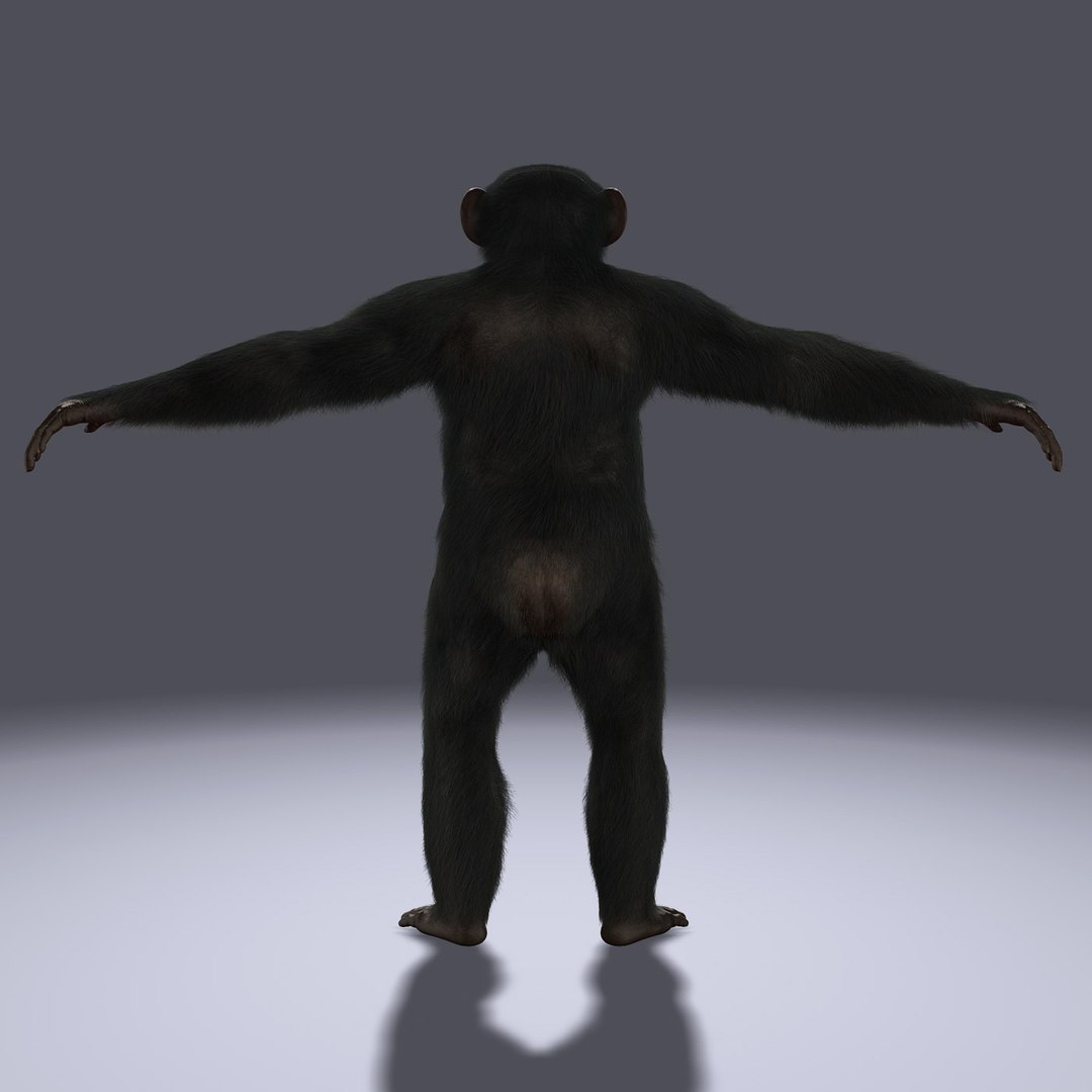 Ma Chimp Rigged Fur
