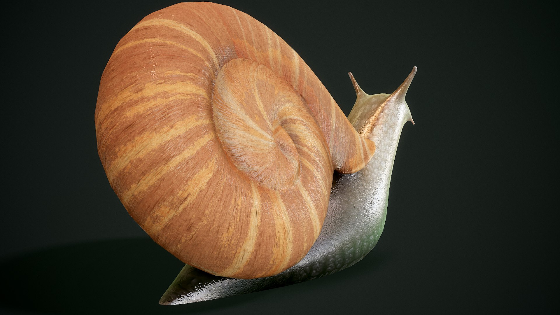 3D Snail Pbr Ready Model - TurboSquid 1571598