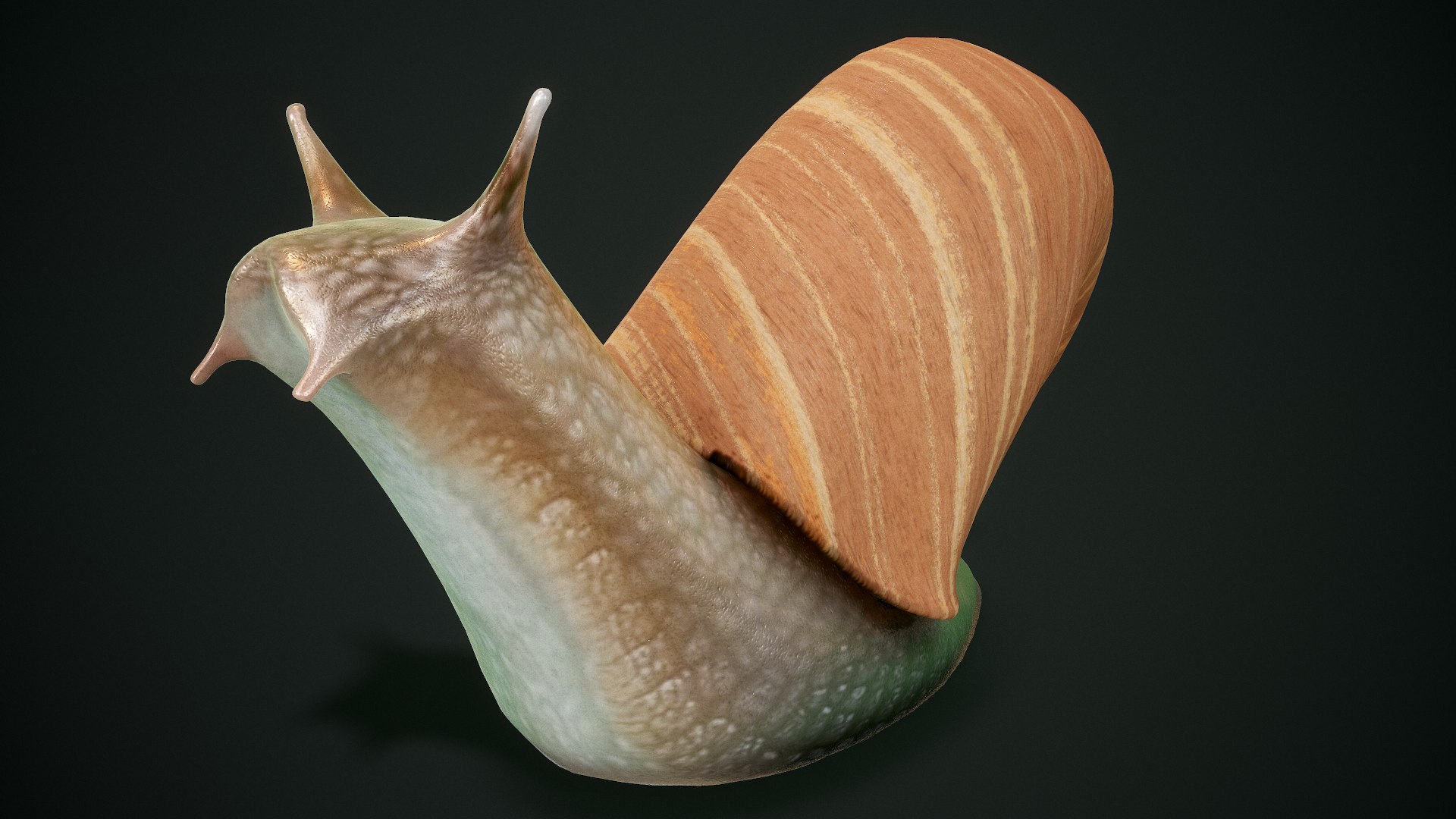 3D Snail Pbr Ready Model - TurboSquid 1571598