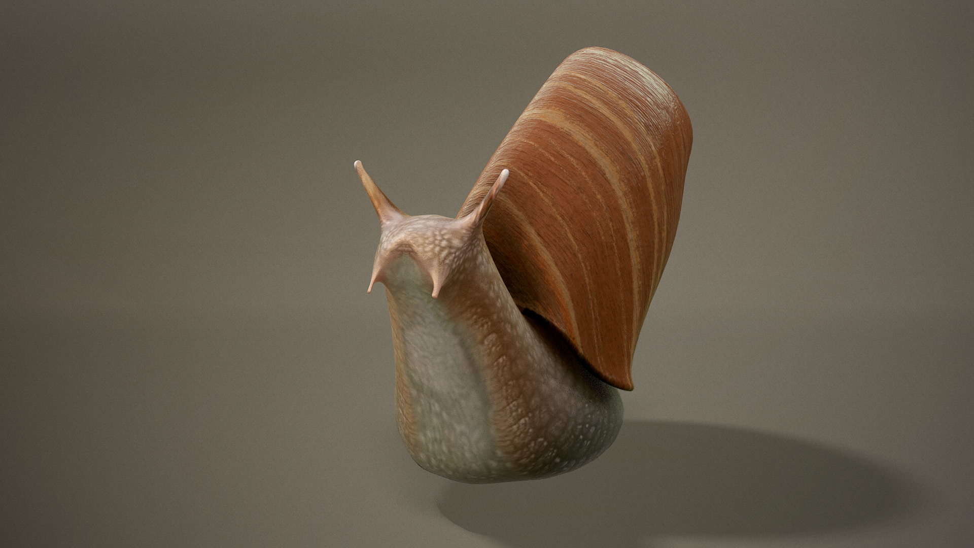3D Snail Pbr Ready Model - TurboSquid 1571598