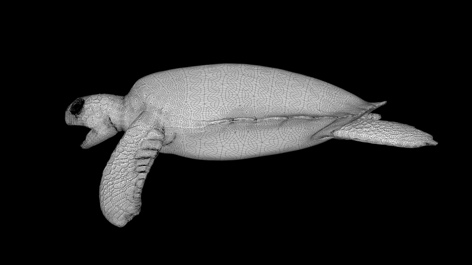 3D Realisti Rigged Sea Turtle Model - TurboSquid 1979239