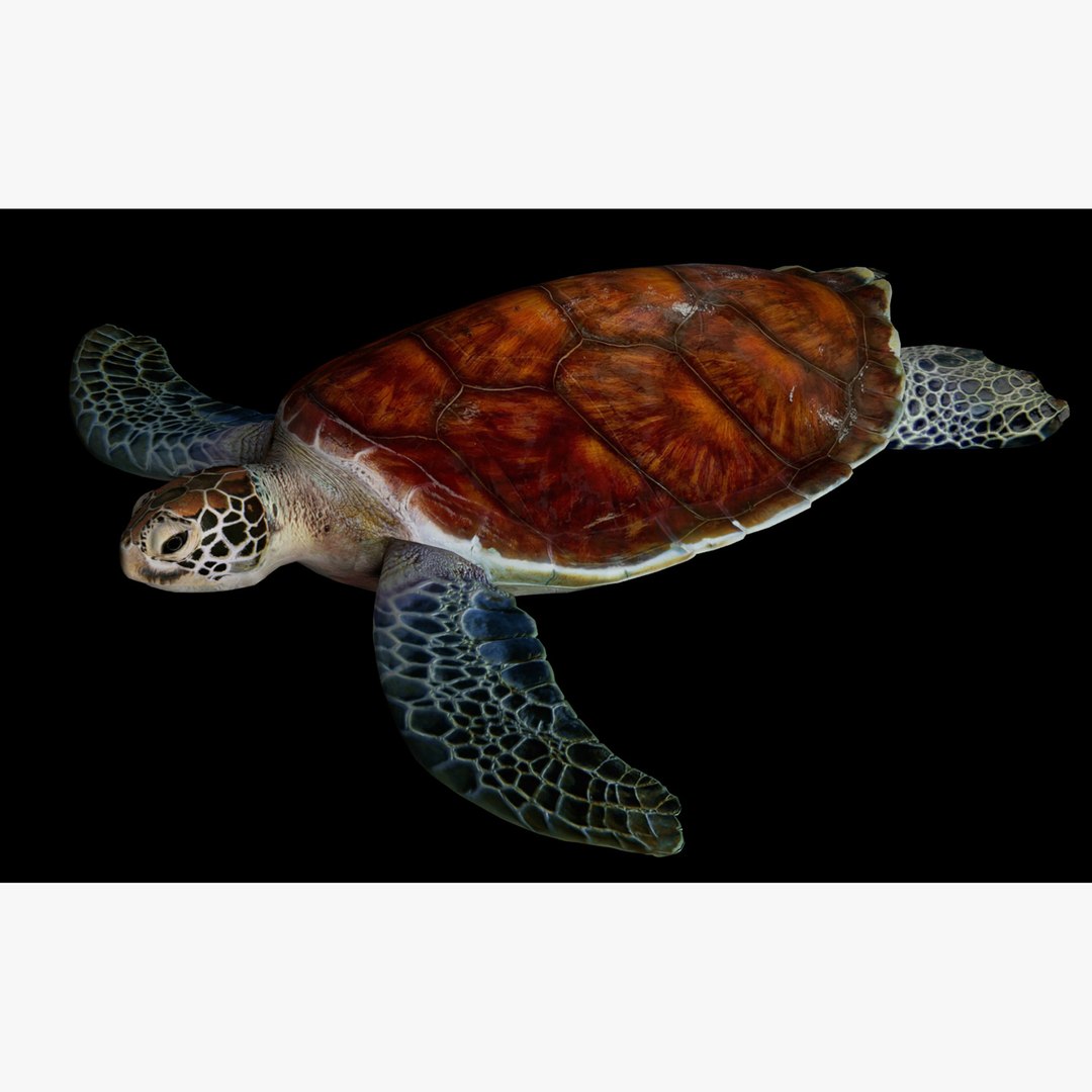 3D Realisti Rigged Sea Turtle Model - TurboSquid 1979239