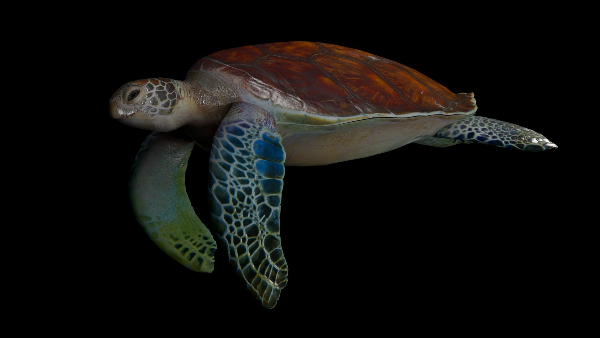 3D Realisti Rigged Sea Turtle Model - TurboSquid 1979239