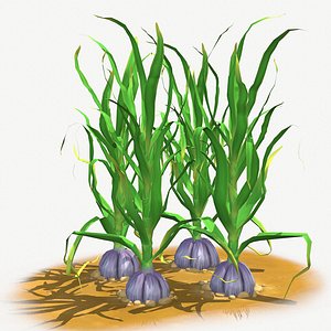 Garlic
