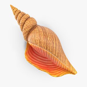 Sea Shell 0202