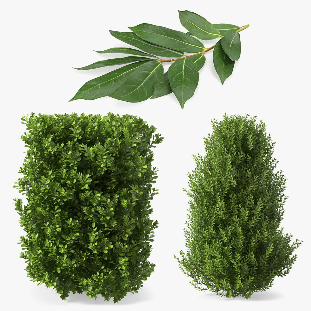 Laurus Collection 3D model https://p.turbosquid.com/ts-thumb/RH/Q3tzDe/Fu/laurus_collection_000/jpg/1772683750/1920x1080/fit_q87/b4395edf085f20498d5f496392a353a6854c8e5b/laurus_collection_000.jpg