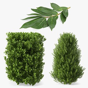 Laurus Collection 3D model