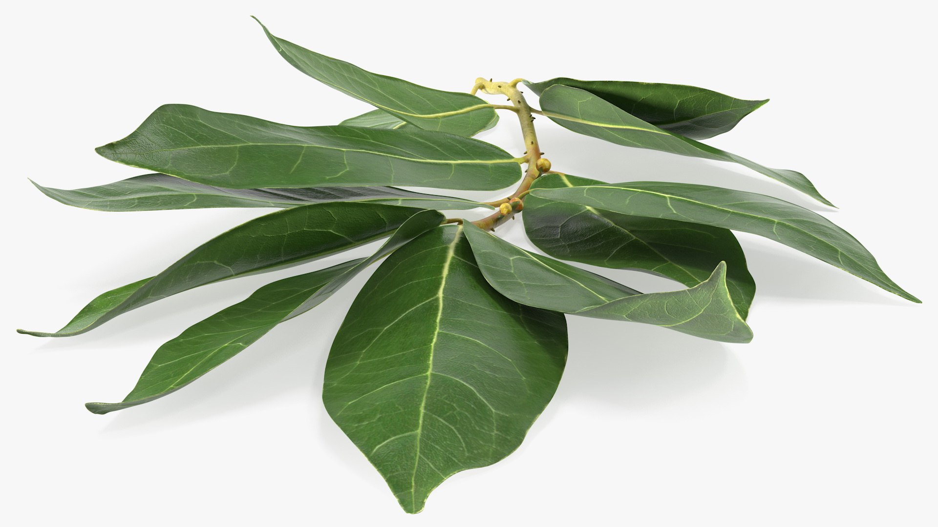 Laurus Collection 3D model https://p.turbosquid.com/ts-thumb/RH/Q3tzDe/Wg/laurus_collection_029/jpg/1772683755/1920x1080/fit_q87/c1398db1187b5287d04d08122135bbc1956a6c6a/laurus_collection_029.jpg