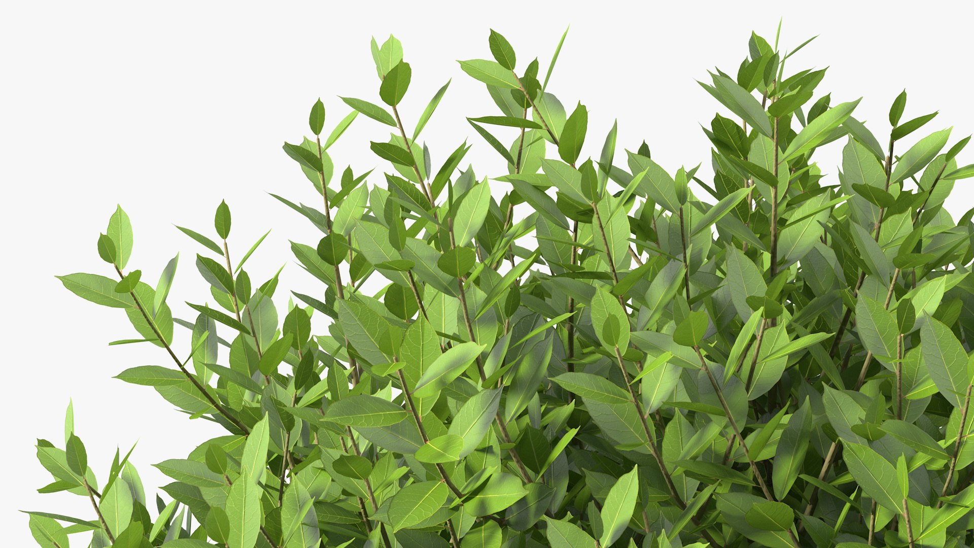 Laurus Collection 3D model https://p.turbosquid.com/ts-thumb/RH/Q3tzDe/xB/laurus_collection_020/jpg/1772683754/1920x1080/fit_q87/9d6b75089f169570f95486d923788453d969f66c/laurus_collection_020.jpg