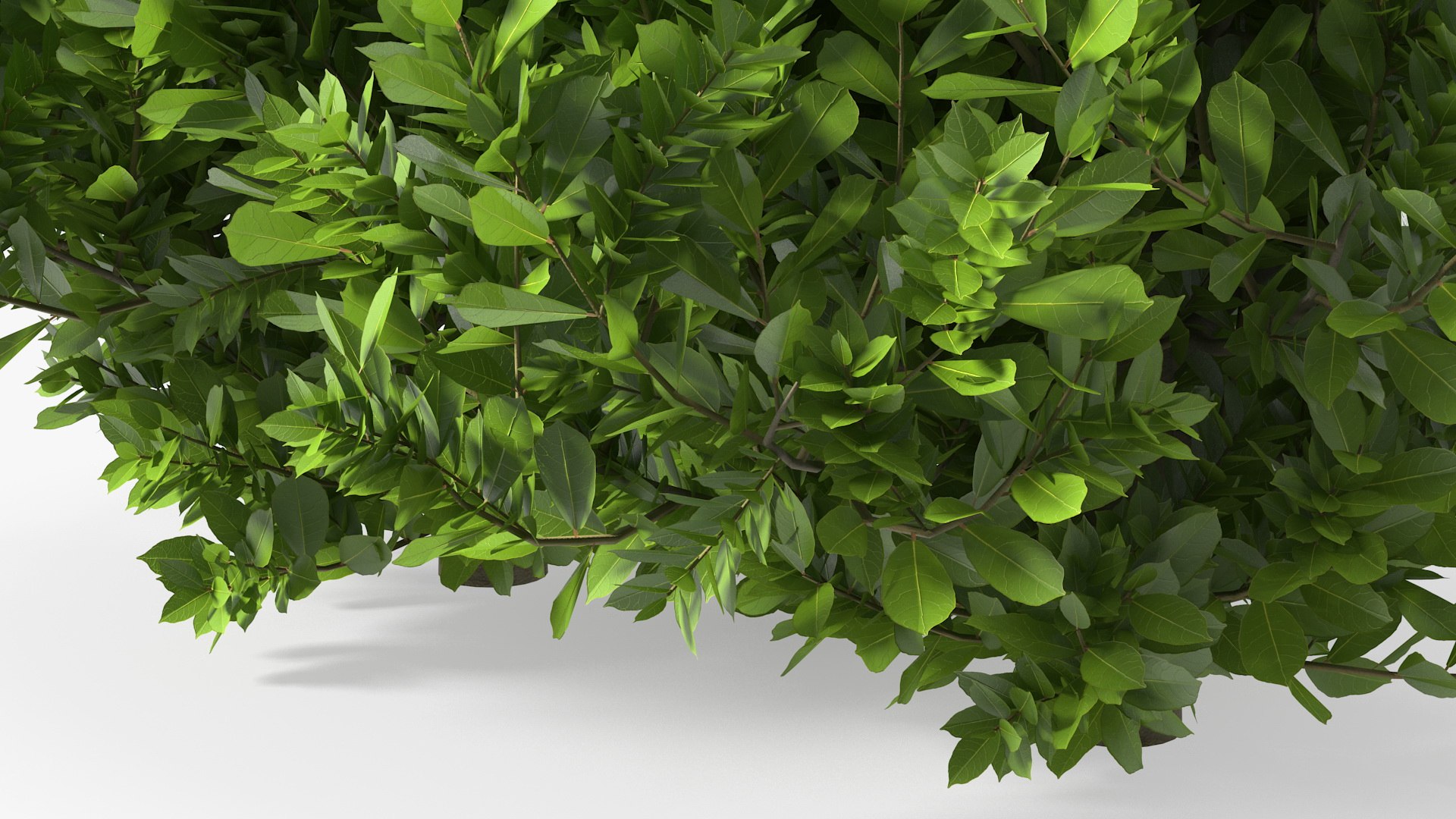 Laurus Collection 3D model https://p.turbosquid.com/ts-thumb/RH/Q3tzDe/xl/laurus_collection_009/jpg/1772683752/1920x1080/fit_q87/777d704c055155fe1e9bf5be1768fdb57f8f5dc9/laurus_collection_009.jpg