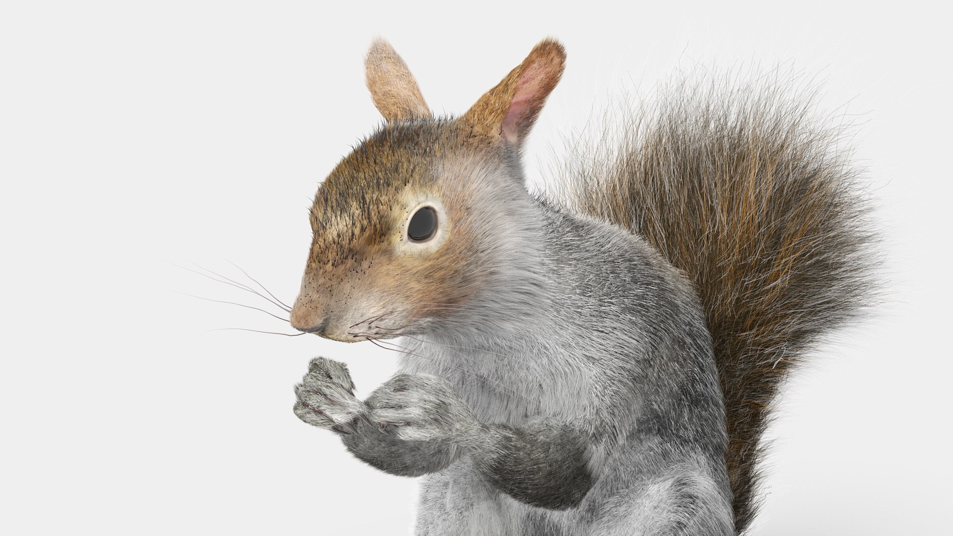 Gray Squirrel in a Sitting Pose Fur 3D model preview