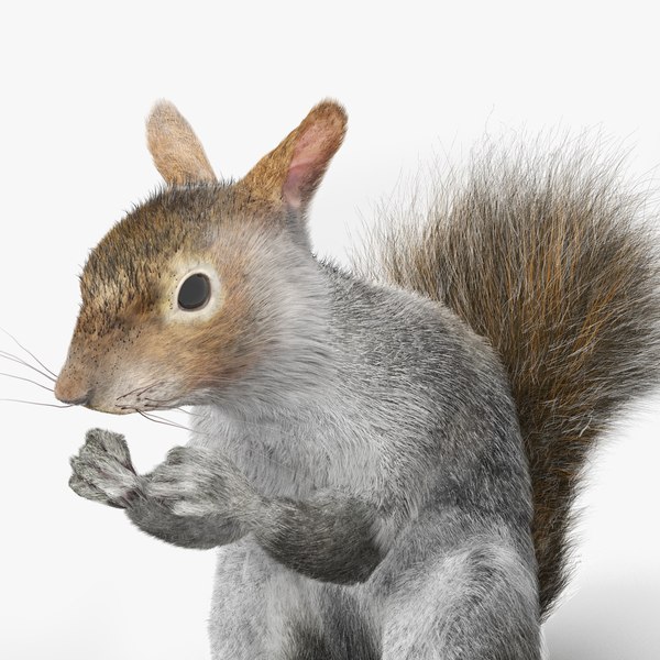 Gray Squirrel in a Sitting Pose Fur 3D model