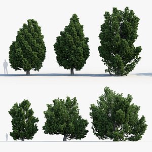3D Juniperus thurifera Spanish juniper model