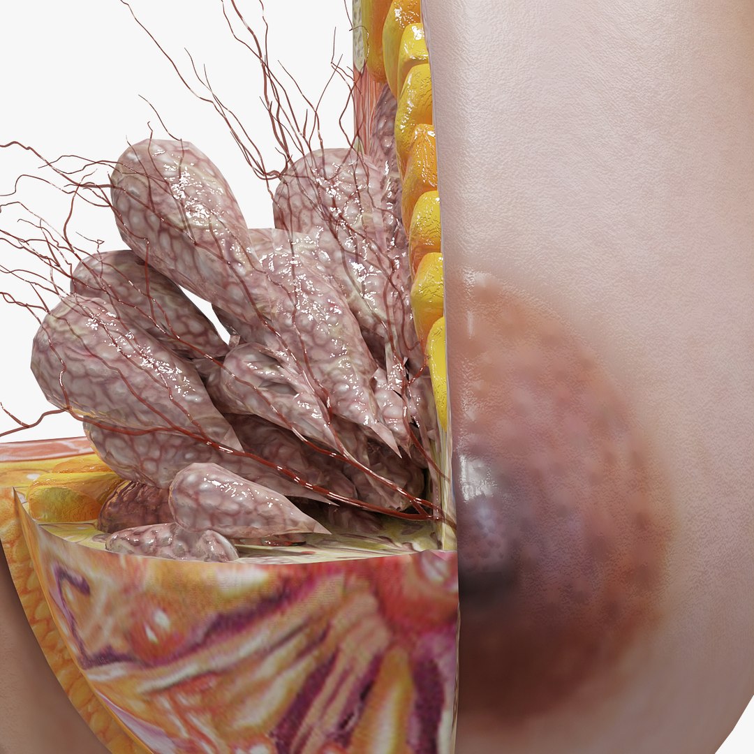 female breast details 3D model https://p.turbosquid.com/ts-thumb/RH/jBTSBx/7AvCVVJ3/breast_04/jpg/1586714281/1920x1080/fit_q87/946314f7439dc064b05cf25592de6a9e54e848f6/breast_04.jpg