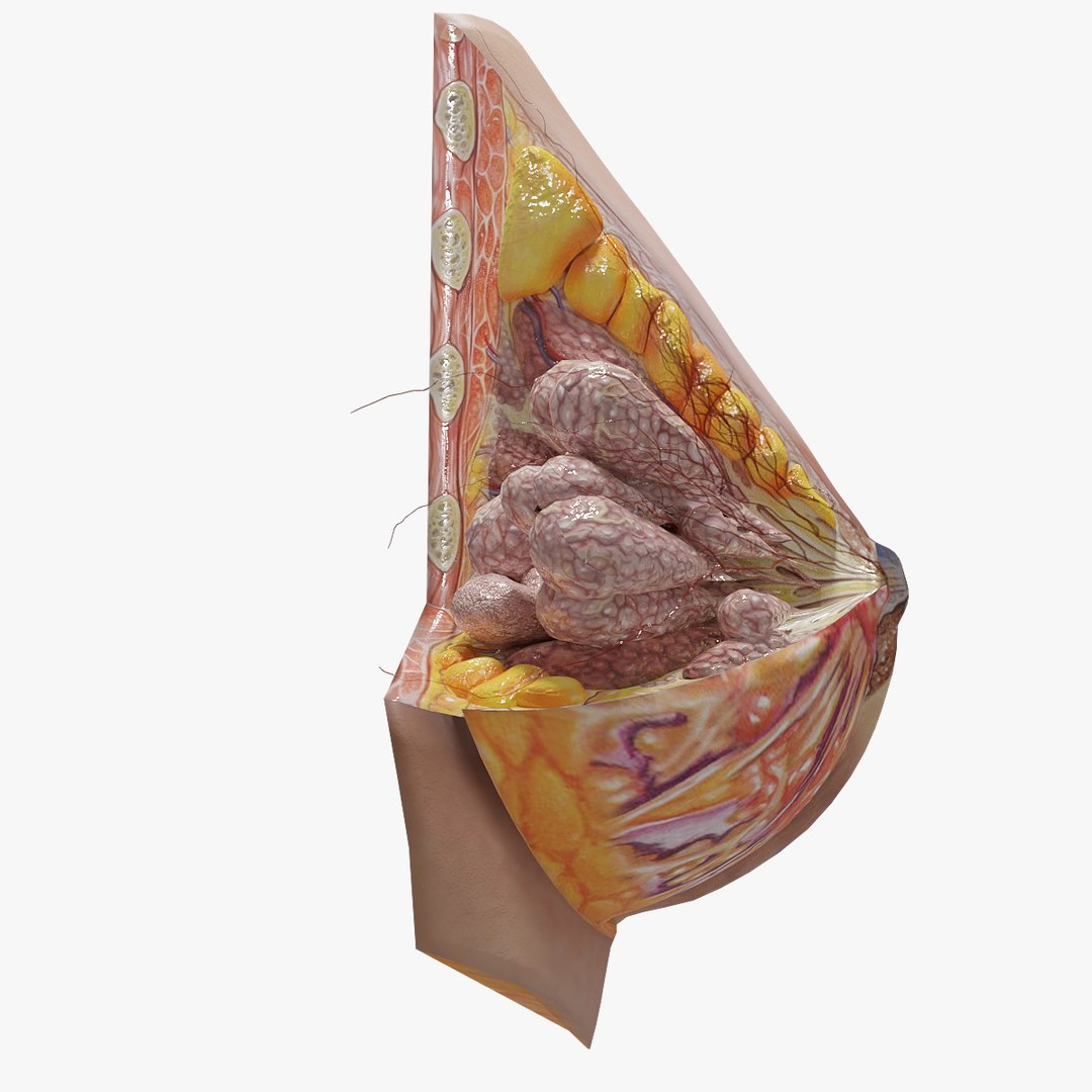 female breast details 3D model https://p.turbosquid.com/ts-thumb/RH/jBTSBx/GWNxhwBc/breast_03/jpg/1586714281/1920x1080/fit_q87/94942ffa84b01edefaf6638686c29dbafe3169f9/breast_03.jpg