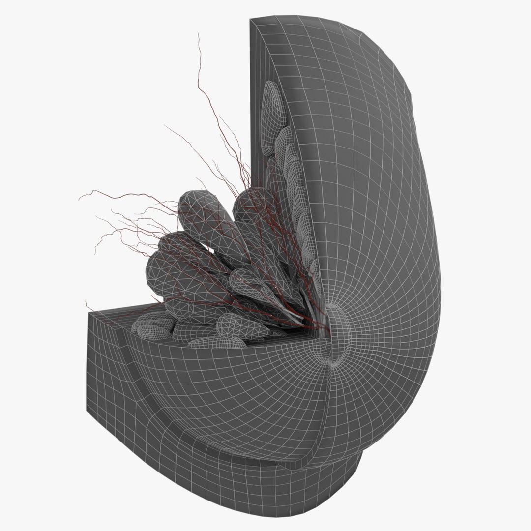 female breast details 3D model https://p.turbosquid.com/ts-thumb/RH/jBTSBx/RHNE2kSX/wire1/jpg/1586714281/1920x1080/fit_q87/06ffd4f199b5da55476a63fb11c14fd123f58863/wire1.jpg