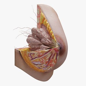 Female Breast in Detail