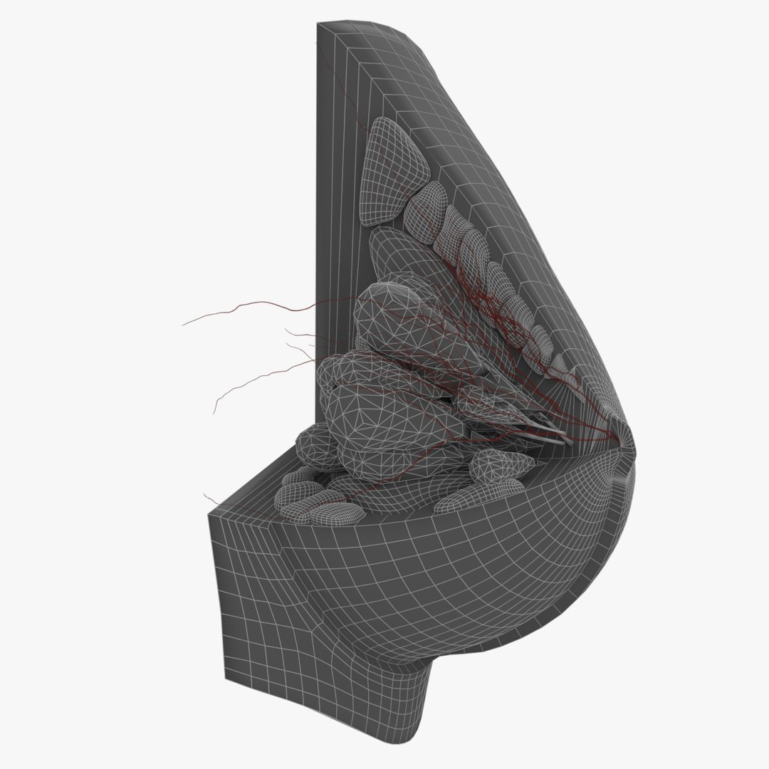 female breast details 3D model https://p.turbosquid.com/ts-thumb/RH/jBTSBx/qjlrgYSx/wire3/jpg/1586714281/1920x1080/fit_q87/8294219fe39d3b1532c7a5bcef0bb92b6e98f0c1/wire3.jpg