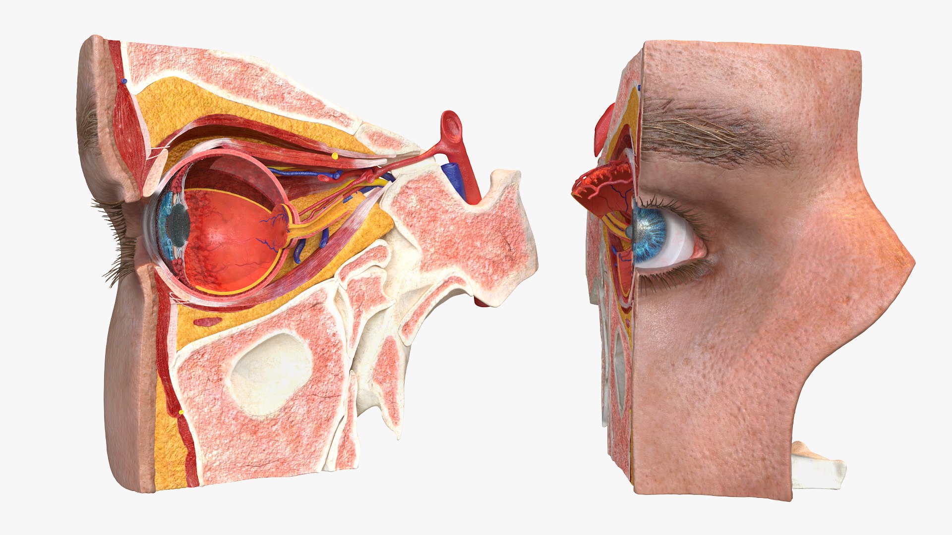 3D Human Eye Cross Section Anatomy Model - TurboSquid 2386010