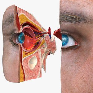 Human Eye Cross Section Anatomy